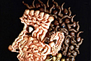 Empires and Appetites, 1989
